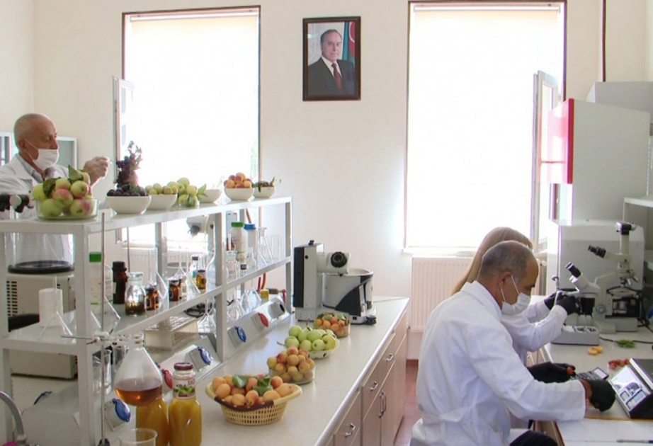 Bioresurslar İnstitutunun laboratoriyasında mövsümi meyvələr üzərində elmi araşdırmalar aparılır