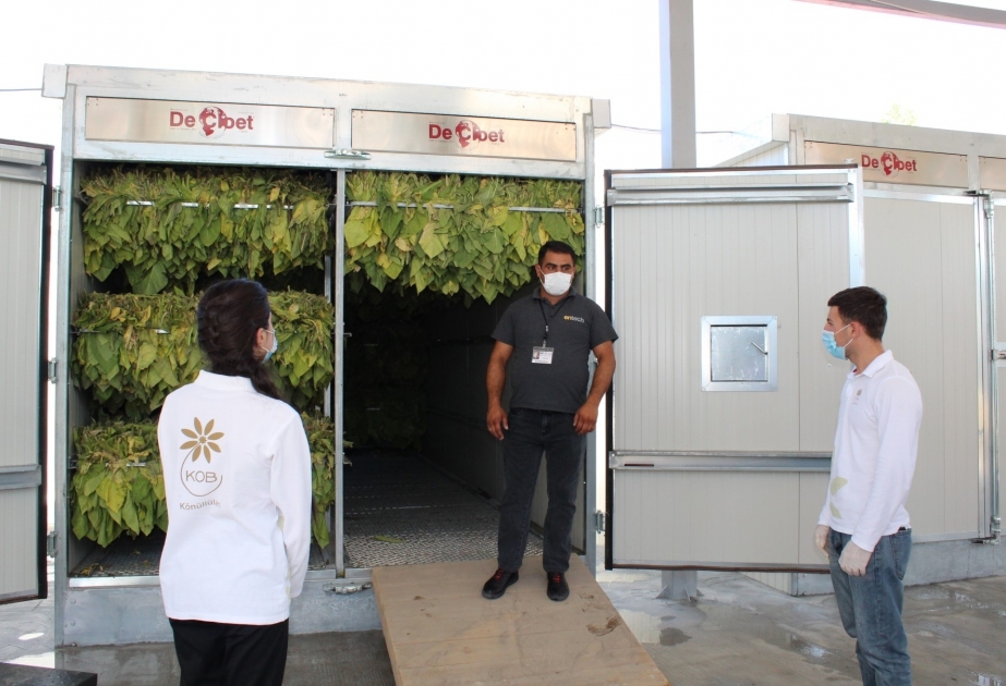 في أوغوز، بدأت مؤسسة مدعومة من وكالة تنمية الأعمال الصغيرة والمتوسطة في جمع التبغ