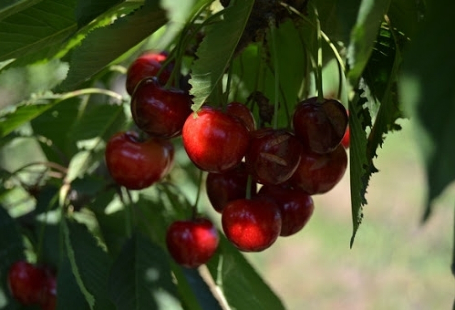 إلى هذا اليوم، تم حصاد 1716 طن من الفاكهة من البساتين في بيلاسوفار