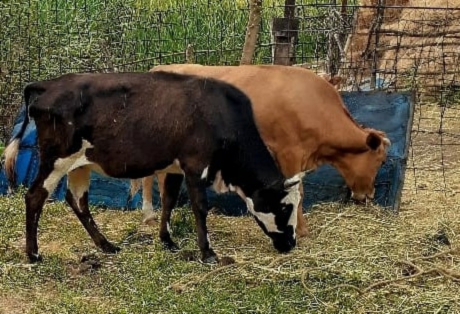 Ağsuda oğurluq edən qəssab saxlanılıb