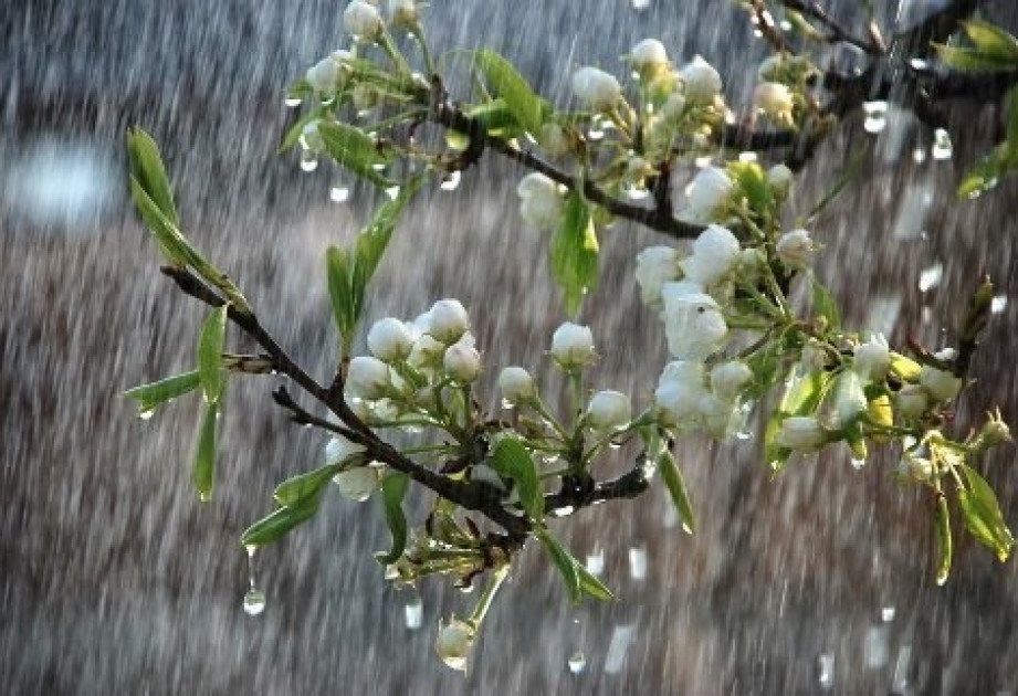 Sabah Bakının və Abşeron yarımadasının bəzi yerlərində yağış yağacağı gözlənilir