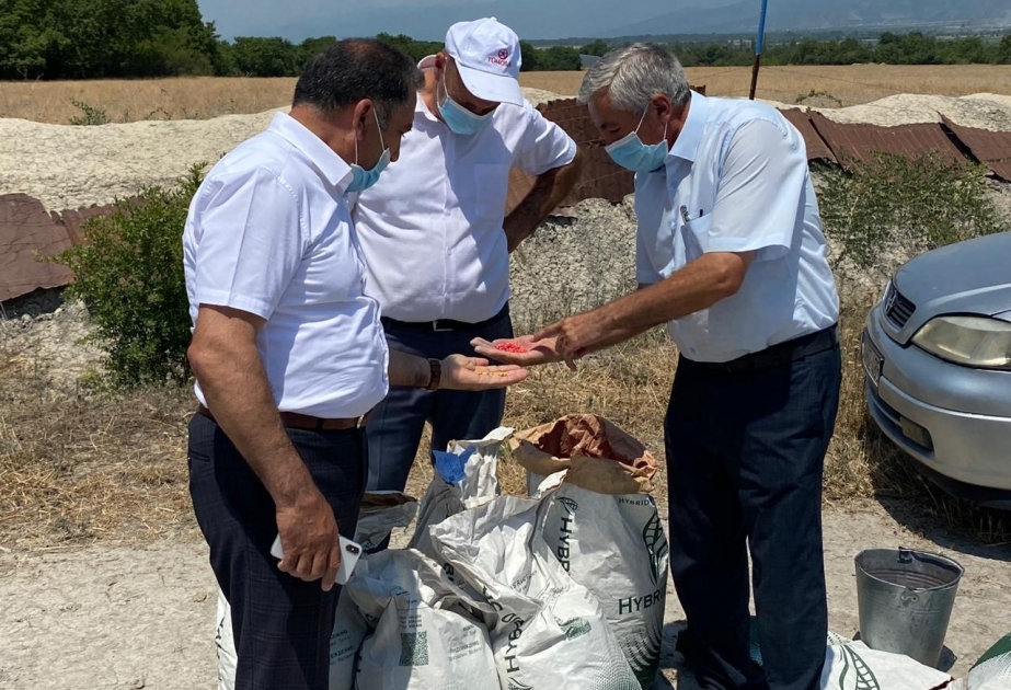 Şəkidə təkrar qarğıdalı əkini aparılır
