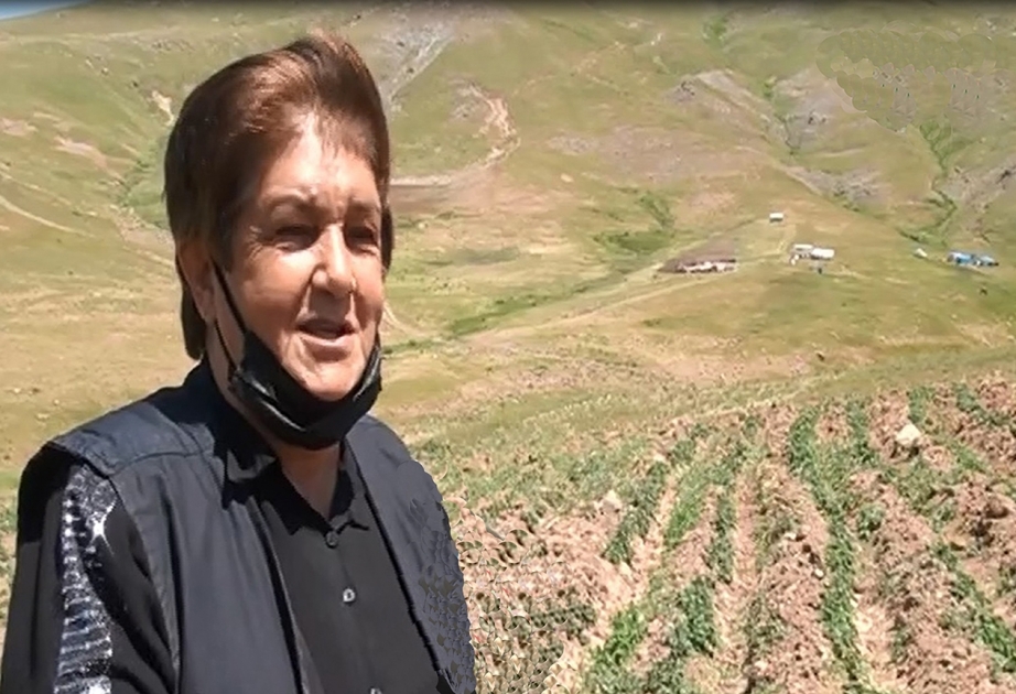 Qanlıgöl yaylağında kartof yetişdirən qadın ailə təsərrüfatçısı