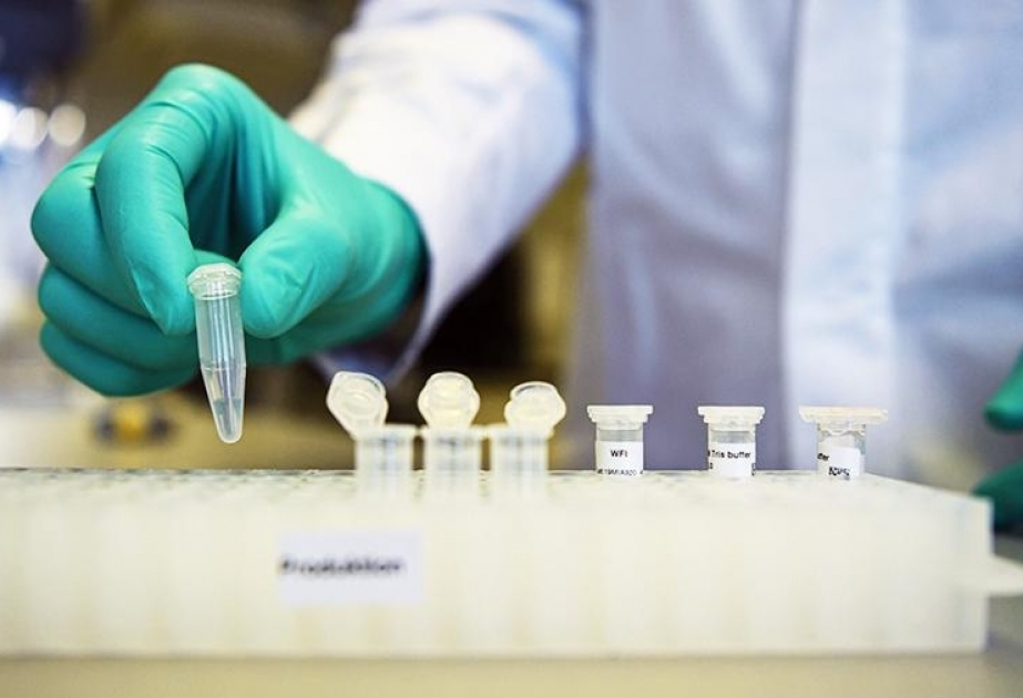 В Дании приступили к тестам новой вакцины от коронавируса на обезьянах