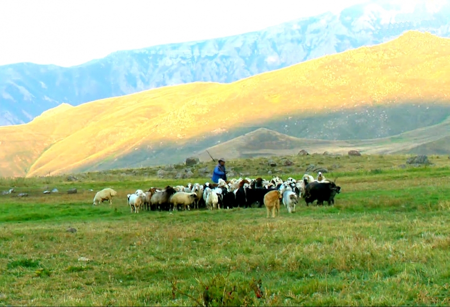 Şahbuz və Ordubad yaylaqlarındakı obalardan FOTOREPORTAJ