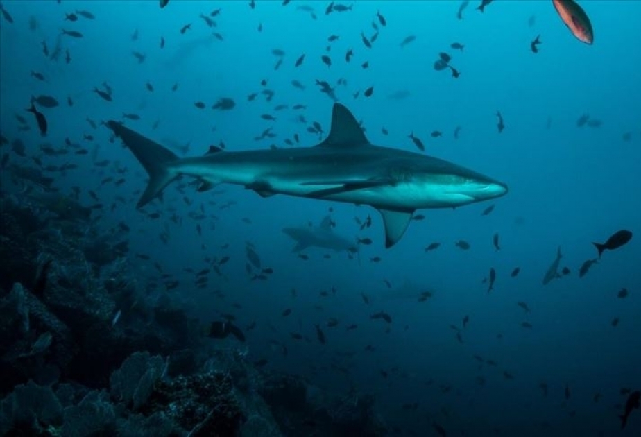 Con cerca de 100 millones de ejemplares cazados al año, el tiburón está en peligro de extinción