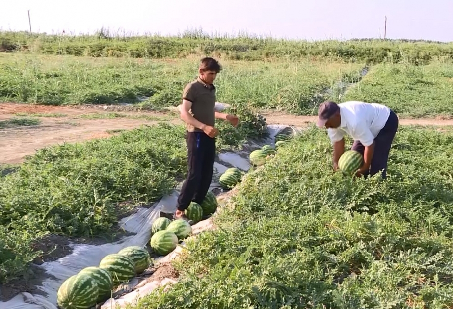 Aran bölgəsindən yığılan qarpız MDB ölkələrinə ixrac olunur VİDEO