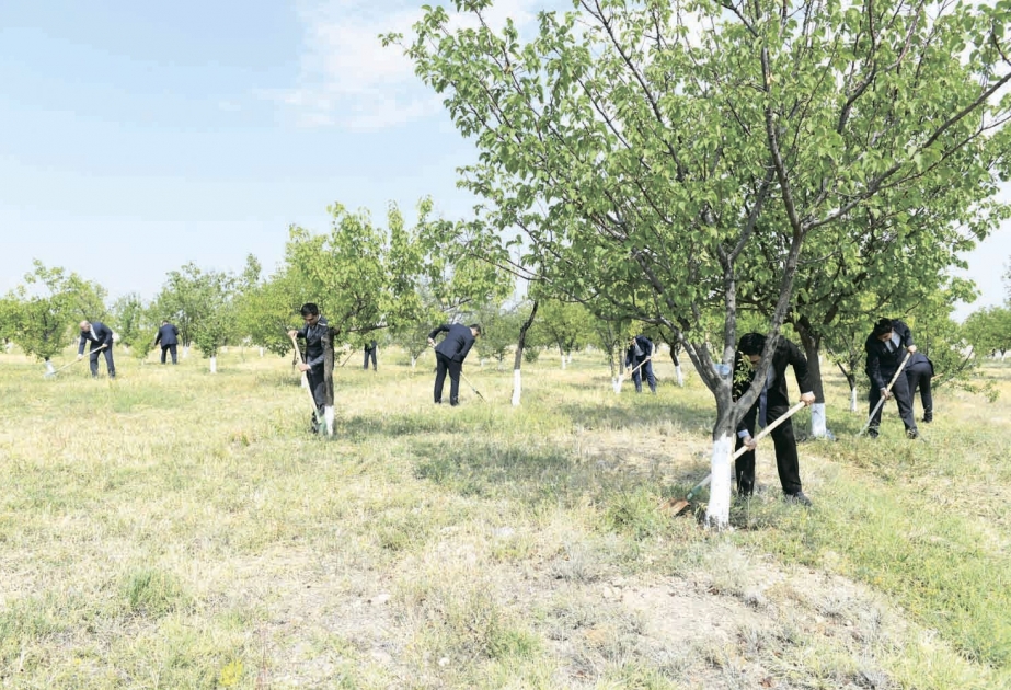 Naxçıvanda 865 hektardan çox sahədə meşəsalma və meşəbərpa işləri aparılıb