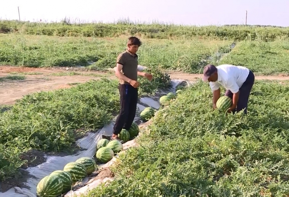 البطيخ من اذربيجان يصدر إلى بلدان رابطة الدول المستقلة