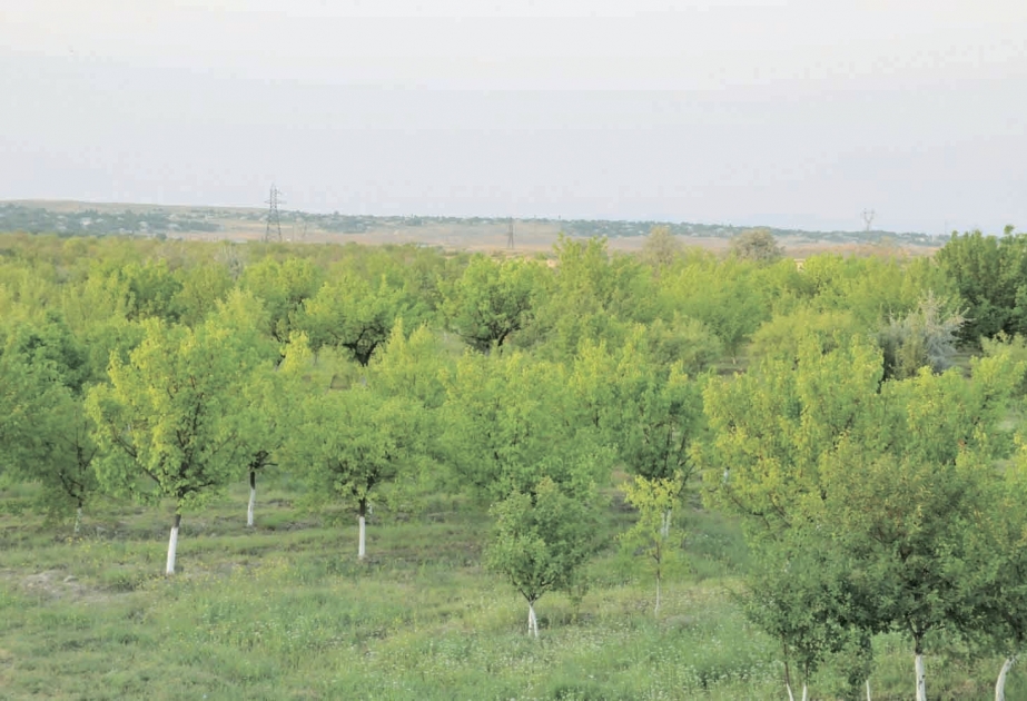 Bu il Kəngərli rayonunda 6,3 hektar sahədə yaşıllaşdırma tədbirləri aparılıb