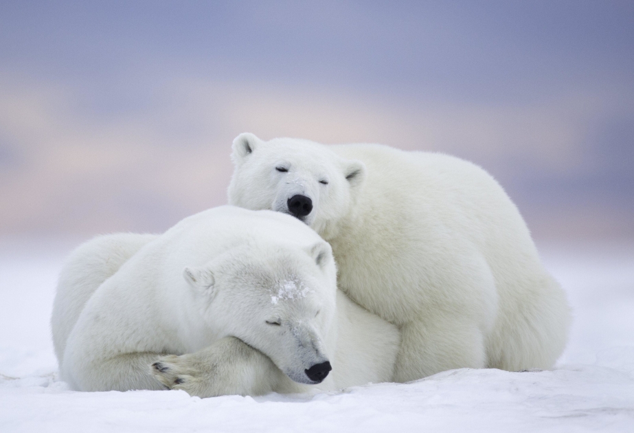 Белые медведи могут полностью исчезнуть к 2100 году из-за изменения климата