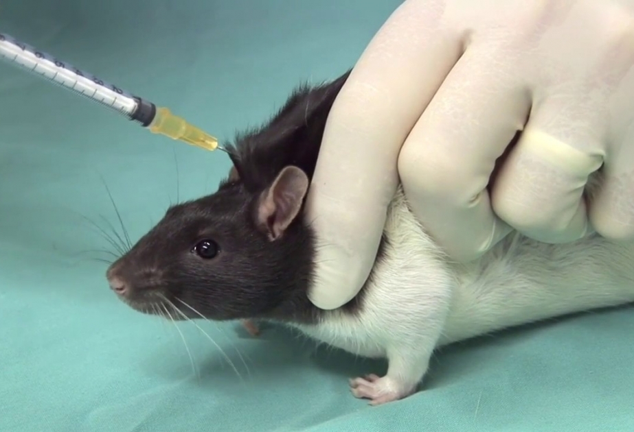 Ограничения на опыты над животными мешают испанским ученым в разработке вакцины против COVID-19