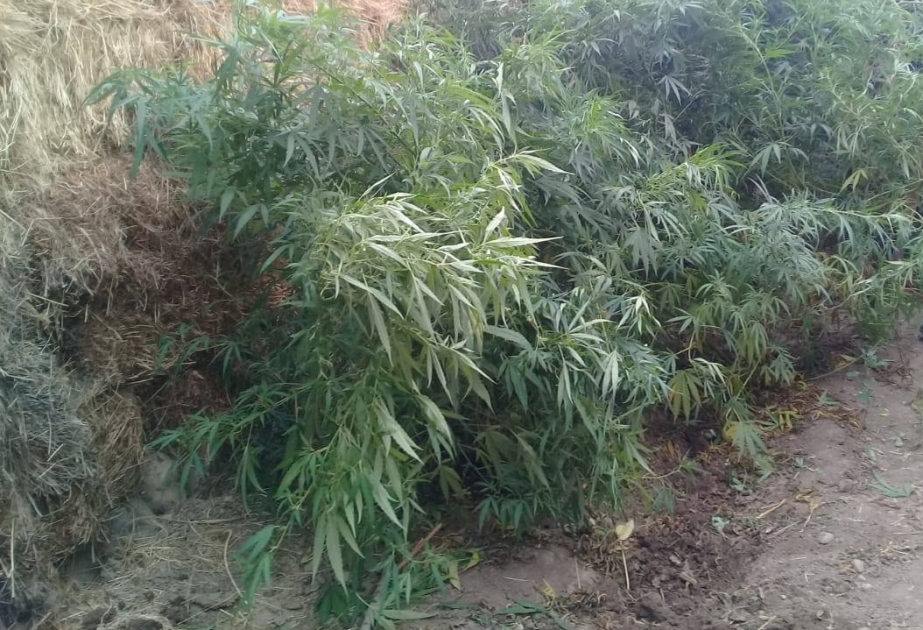 Ağdamda çətənə bitkisi yetişdirən şəxs saxlanılıb