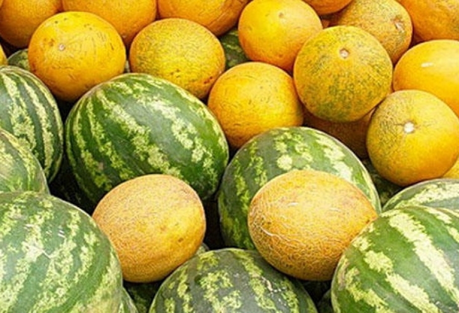 Neftçalada bostan məhsulları yığımının qızğın çağıdır