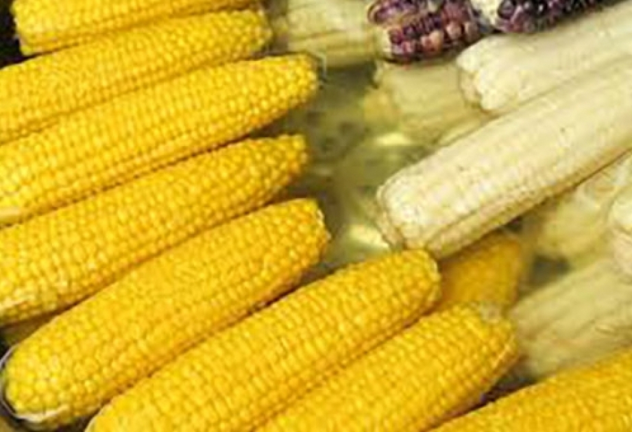 Польза и вред для здоровья молодой кукурузы