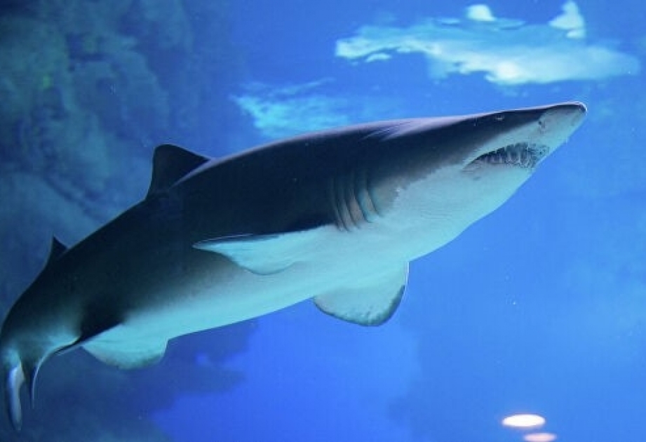 Ученые нашли пластик в кишечнике глубоководных акул