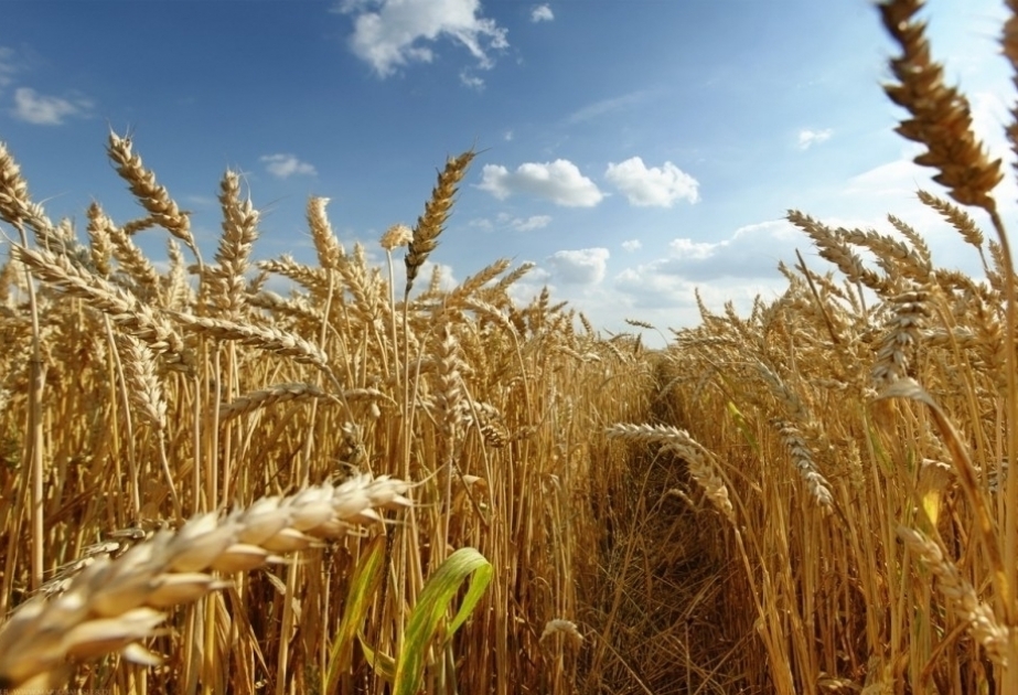 مزارعو القمح في بيلاقان يسلمون 46 ألف و112.7 طن من المحصول