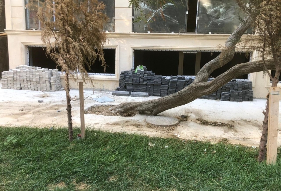 Ağacın dibi betondan təmizlənib