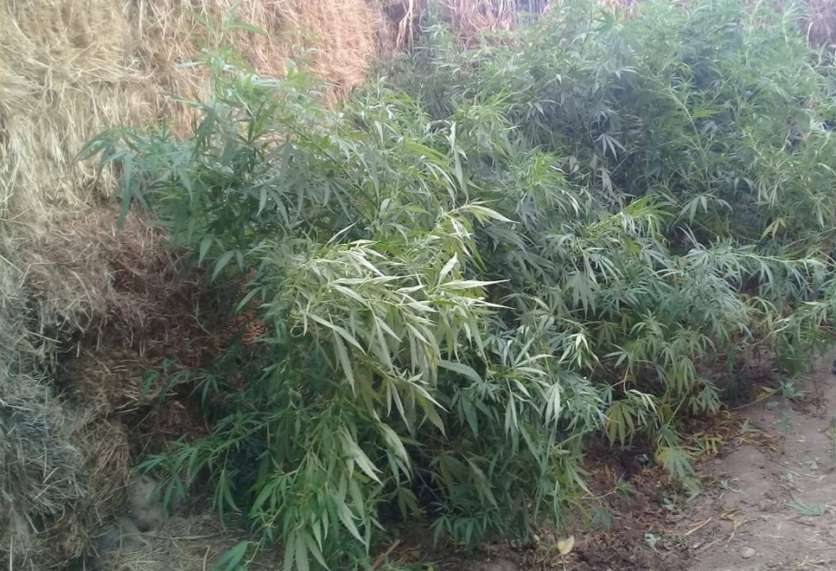 Kultivasiya yolu ilə yetişdirilən narkotik tərkibli bitkilərin aşkarlanması istiqamətində tədbirlər davam etdirilir