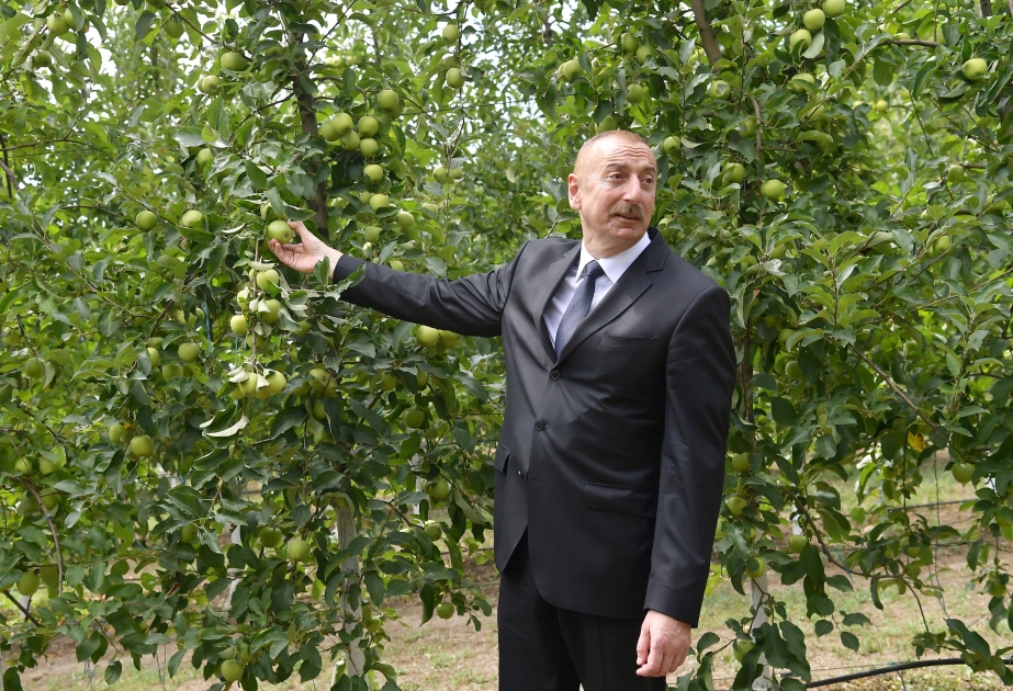 Präsident Ilham Aliyev besucht eine Gartenbauwirtschaft “Bal meyvə” in der Balakan Region VIDEO
