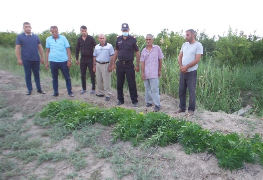 Kürdəmirin Sığırlı kənd sakininin evində küllü miqdarda narkotik vasitə aşkarlanıb VİDEO
