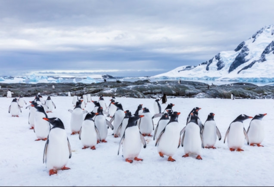 В Антарктике нашли 11 ранее неизвестных колоний императорских пингвинов