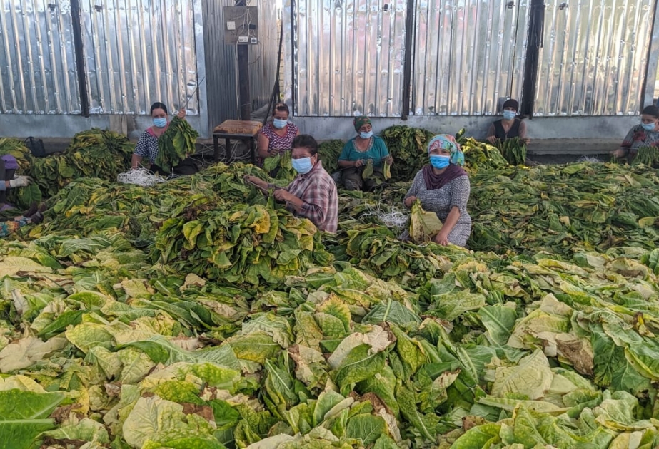 Balakənli xanım fermer builki mövsümdə 165 hektar sahədə tütün yetişdirib