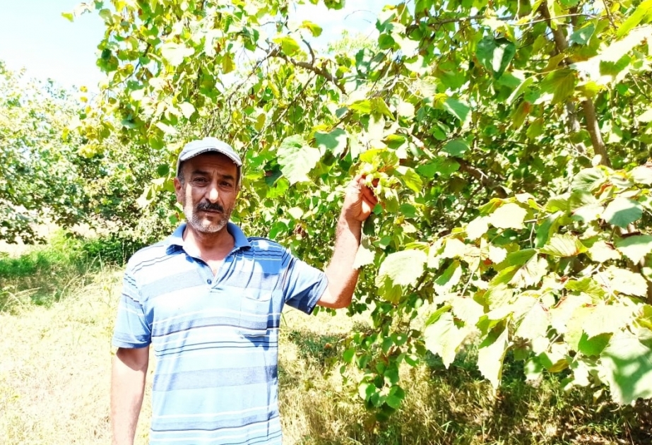 Xaçmazlı təsərrüfatçılar fındıq bağlarından daha çox gəlir əldə edəcəklər VİDEO