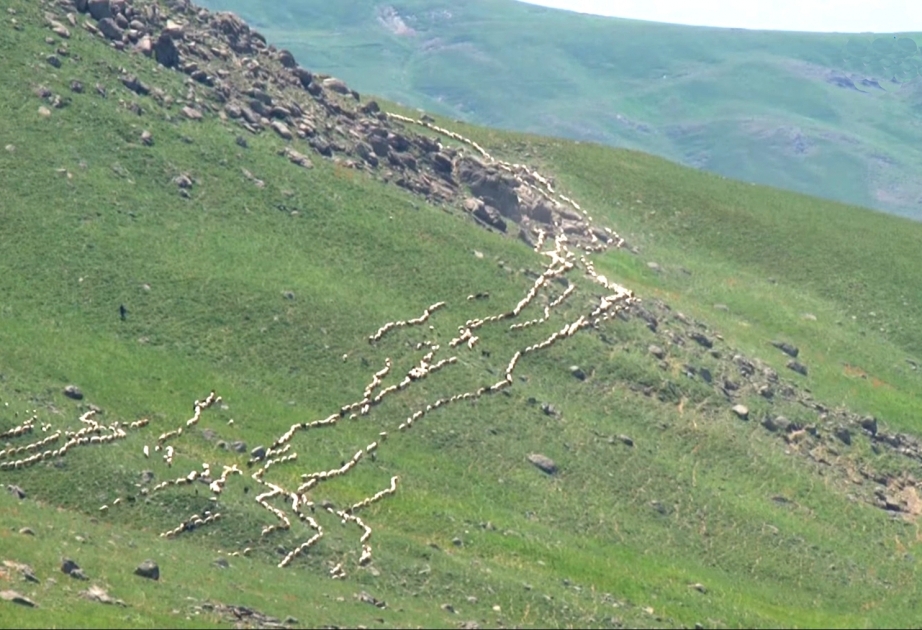 İlin “quyruq doğdu” dövrü
