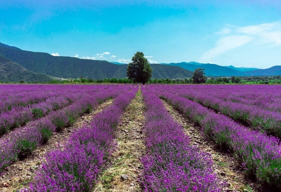 Bu il Zaqataladan ABŞ şirkətlərinə 950 kiloqram lavanda yağı ixrac olunub