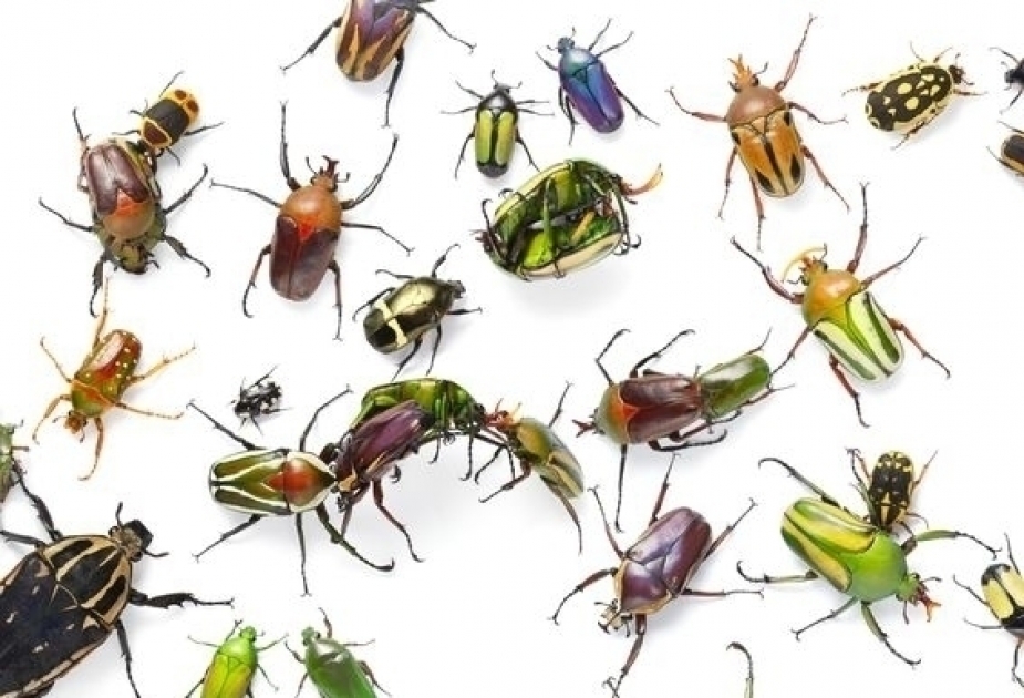 ألمانيا تعد قانونا لحماية الحشرات