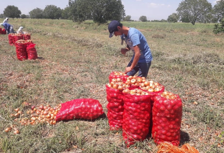 Soğan yığımı davam edir - sahədə bir kiloqramı 20-25 qəpiyə təklif olunur