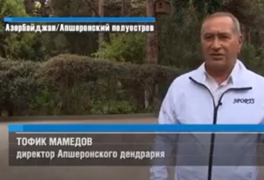Rusiyanın “MİR24” telekanalı Dendrologiya İnstitutundan veriliş hazırlayıb