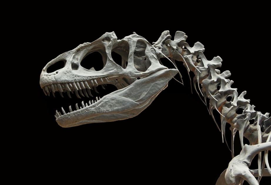 Британские палеонтологи открыли новый вид динозавра