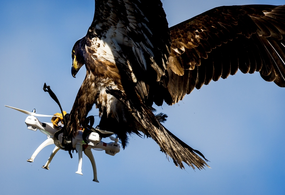 USA: Adler jagt Regierungsdrohne