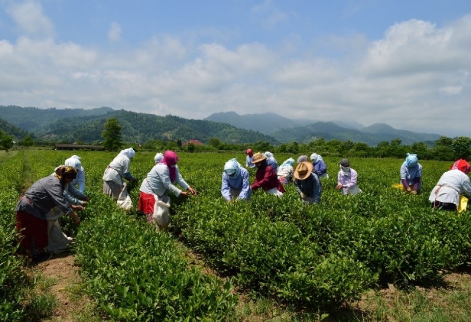توفر مقاطعة أستارا 60% من إنتاج الشاي في أذربيجان