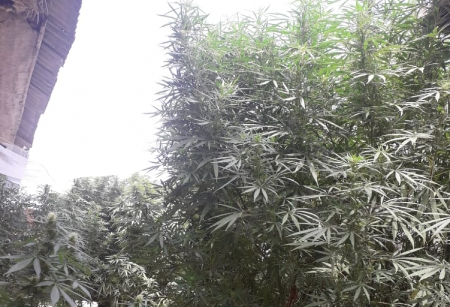 Neftçalada çətənə bitkisi yetişdirən daha bir şəxs saxlanılıb