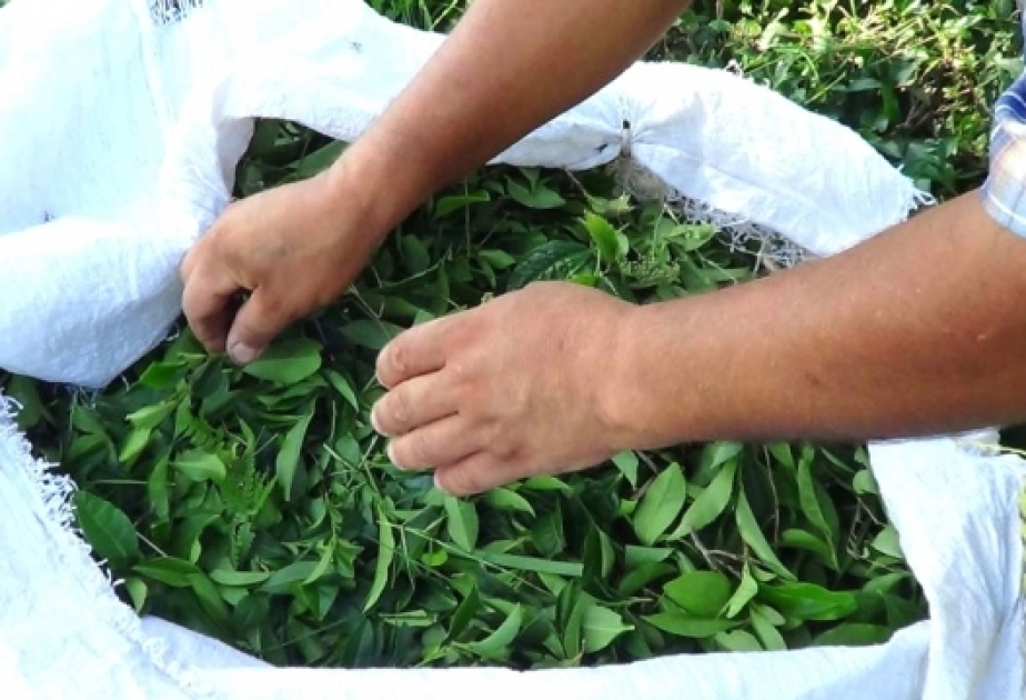 Çay ixracı azalıb