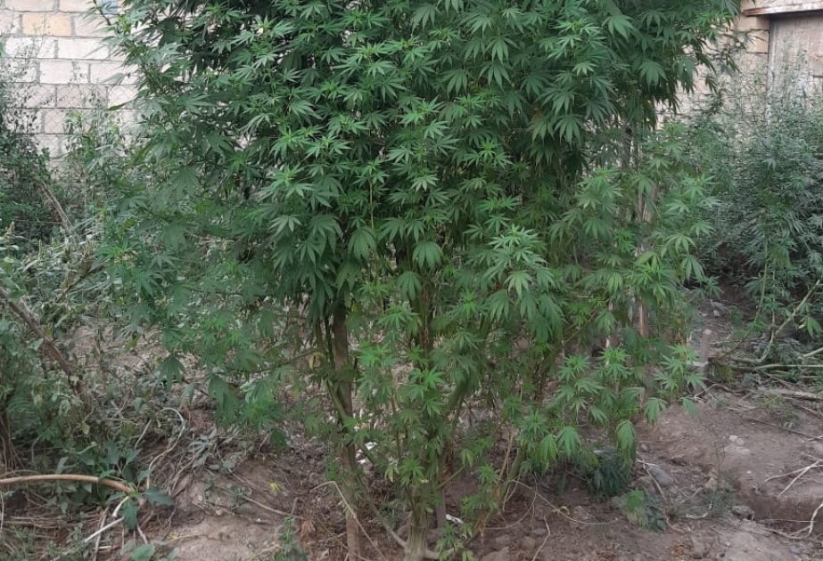 Ağcabədidə çətənə bitkisi yetişdirən şəxs saxlanılıb
