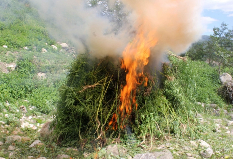 Qusarda bir tondan çox çətənə kolu məhv edilib VİDEO