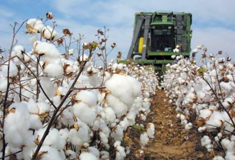 棉纤维和棉花线出口量减少