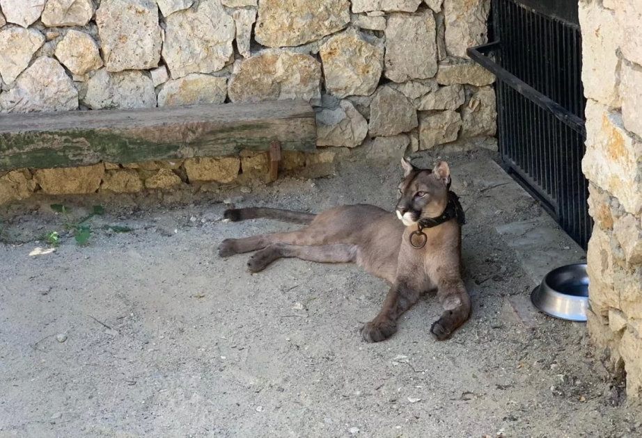 İstanbulda çox sayda tropik heyvan müsadirə edilib