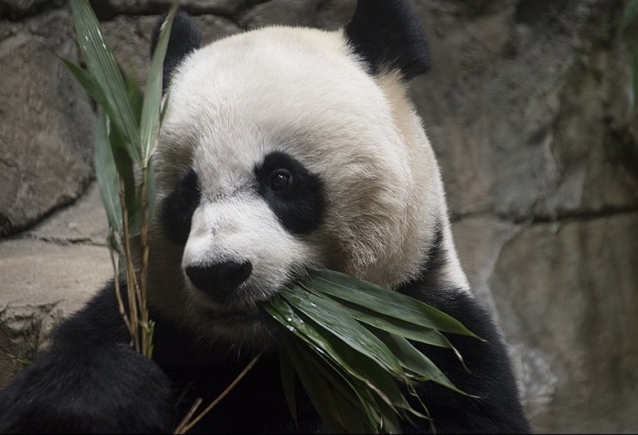 Vaşinqton zooparkında panda balalayıb