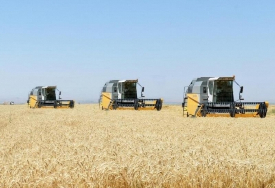 Qazaxıstan 8 milyon tona qədər taxıl və un ixrac etməyi planlaşdırır