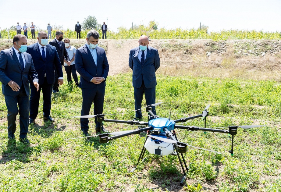 Azərbaycanda ilk dəfə qarğıdalı sahələri dronlar vasitəsilə dərmanlanıb FOTO  VİDEO