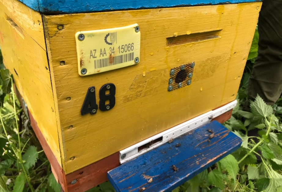 Qax rayonunda arı ailələrinin sayı artıb