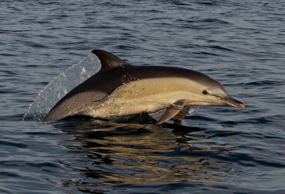 В Адриатическом море впервые за многие годы заметили обыкновенного дельфина