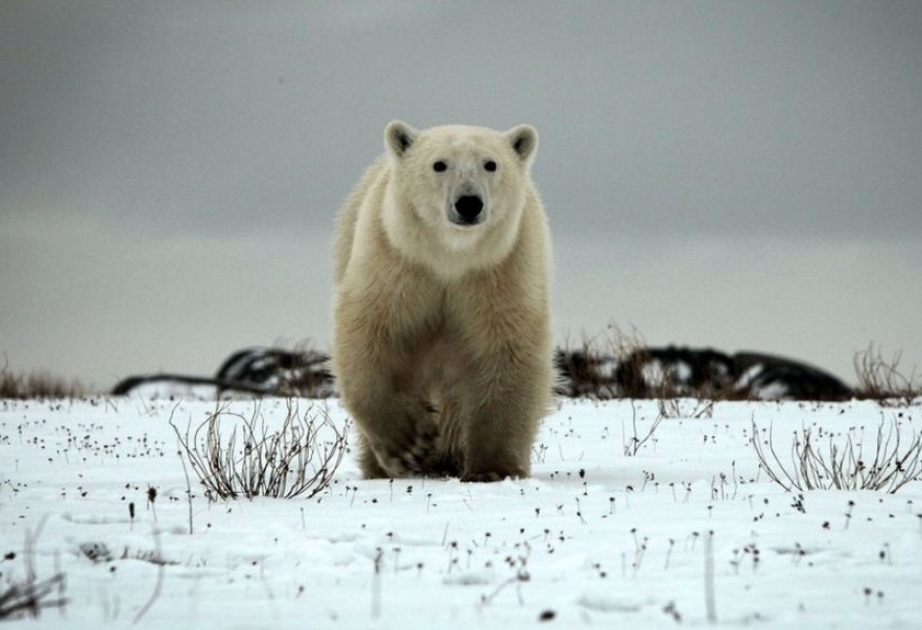 Белый медведь убил туриста в норвежском архипелаге Шпицберген