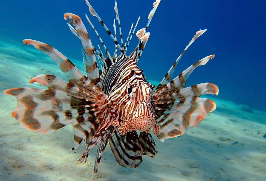 10 самых опасных морских животных