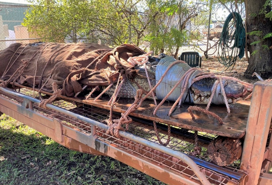 Avstraliyanın kurort zonasında 350 kiloqram ağırlığında timsah tutulub